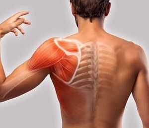 Harmonisations des Tissus et des Muscles