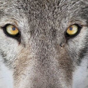 L harmonisation du  loup ….